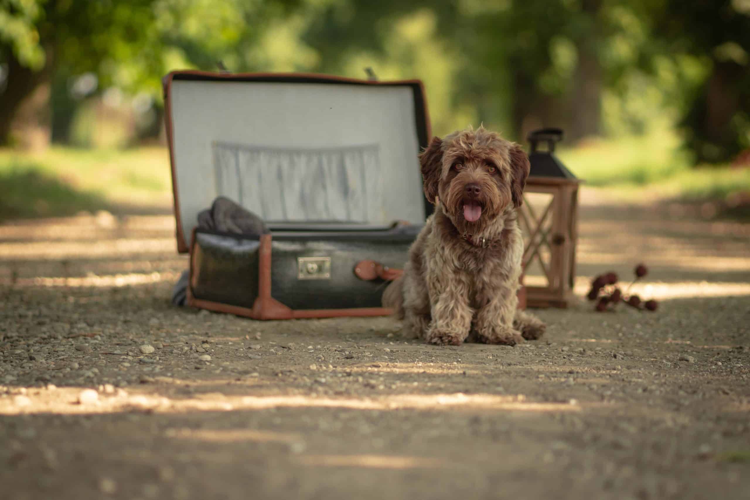 view-of-cute-terrier-in-the-suitcase-in-the-park-min